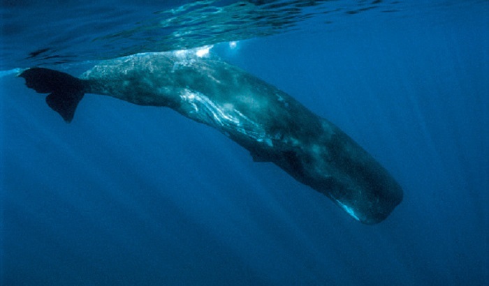 Норвежцев призвали остерегаться «российского кита-шпиона» - фото