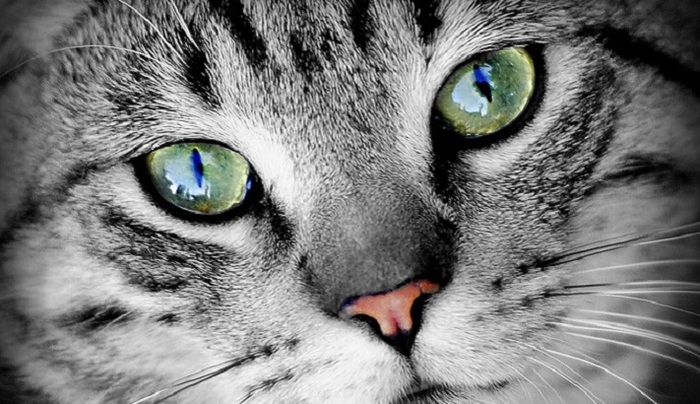 Здоровье эрмитажных котов застраховали - фото