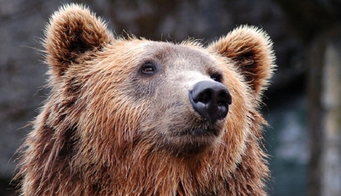 Финская пограничница спаслась от медведя, притворившись мертвой - фото