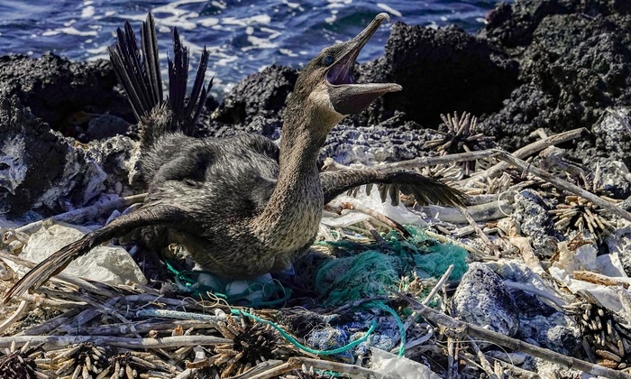 Борьба за экологию может нарушить экосистему океана - фото