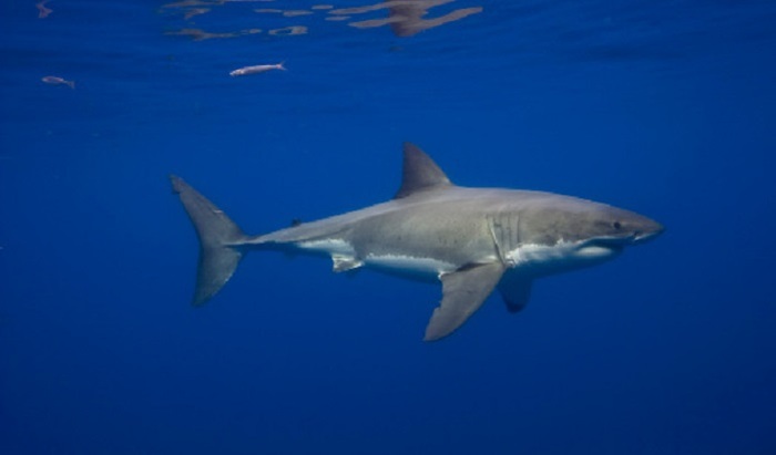 Всего 7% египетских отелей имеют защитные сетки от акул - фото