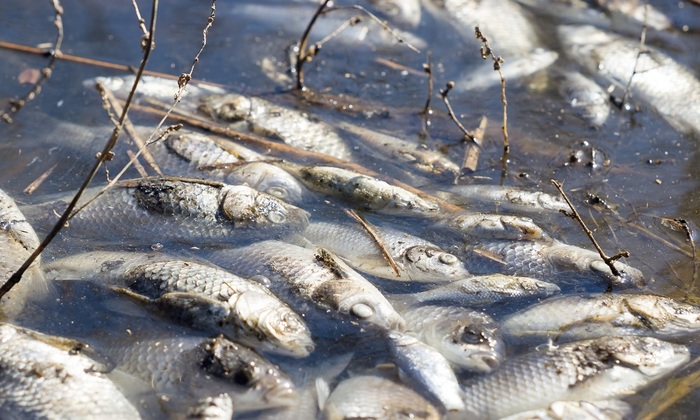 Ученые прогнозируют массовую гибель рыбы в Волге - фото