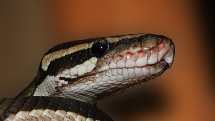 Ветеринары спасли змею, проглотившую мышь в мышеловке - фото