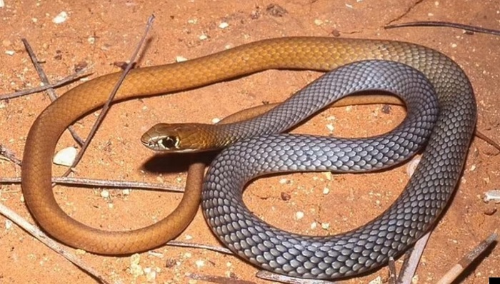 Новый вид ядовитых змей обнаружен в Австралии - фото