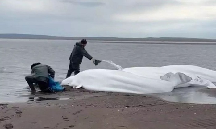 Китов спасла человеческая любовь - фото