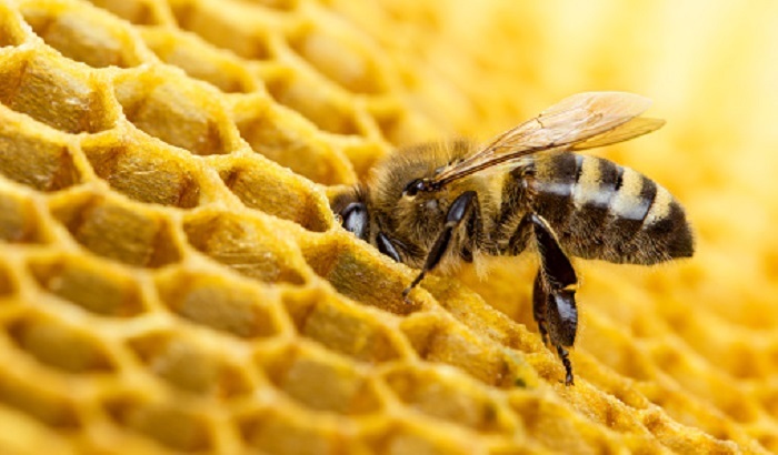 Пять миллионов пчел «вырвались» на свободу после аварии - фото