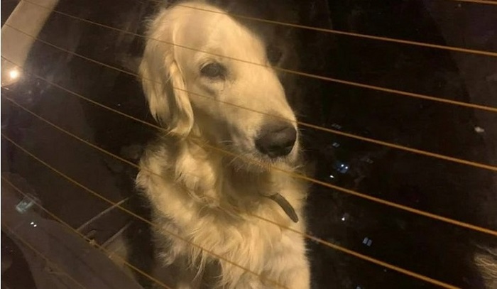 Хозяева четыре года запирали собаку в машине - фото