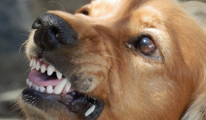 В российском городе введен режим ЧС из-за нападений собак на людей - фото