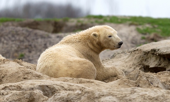 На Ямале спасли белую медведицу - фото