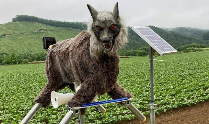 Японцы отпугивают диких животных роботами-волками - фото