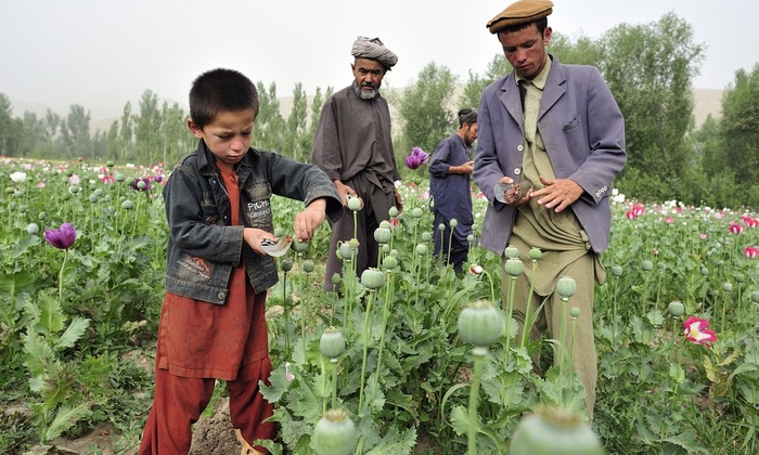 США и ООН «страдают» без дешевых афганских наркотиков? - фото