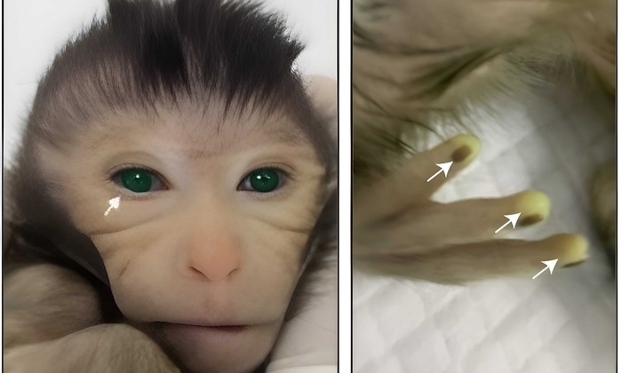 Китайцы создали светящуюся ГМО-обезьяну - фото