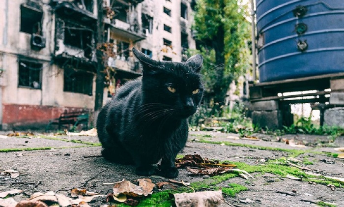 «Спасти рядового Барсика» - фото