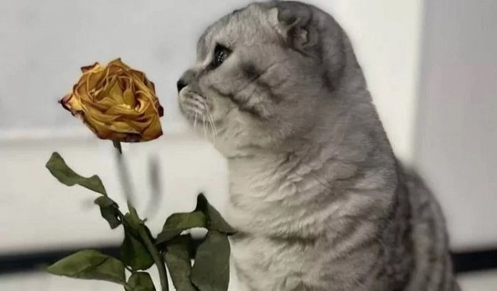 Кота-романтика продают за миллиард рублей - фото