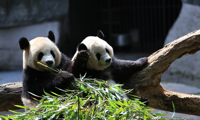 Как панды попали в большую политику? - фото
