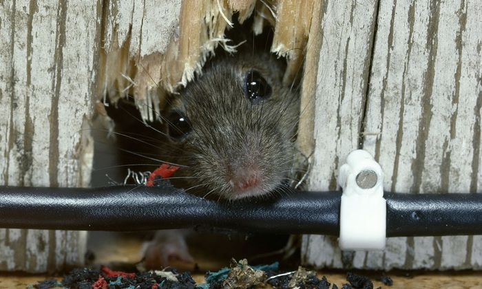 Английские мыши-мутанты атакуют парламент - фото