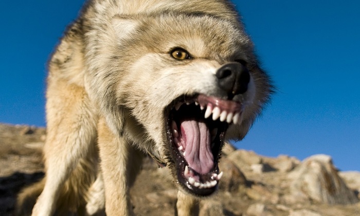 Волки-«зомби» атакуют россиян - фото