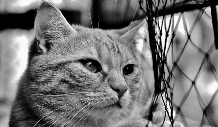 Кота официально приняли на работу в популярной торговой сети - фото
