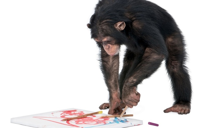 Шимпанзе Майкл готовится к выставке своих картин - фото