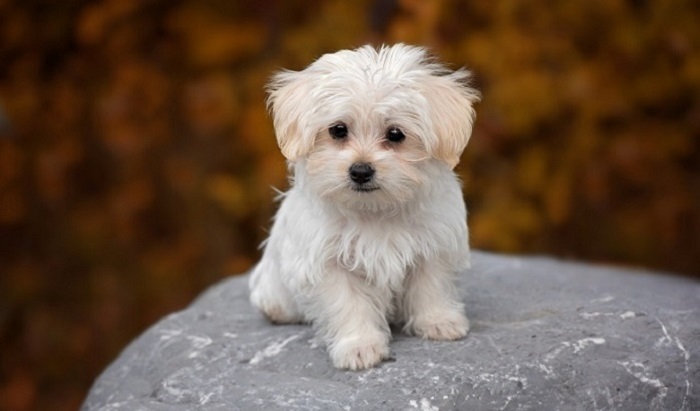 В Подмосковье участились случаи отравления домашних собак - фото