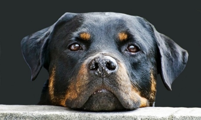 В России хотят ввести «собачье ОСАГО» для владельцев опасных пород - фото