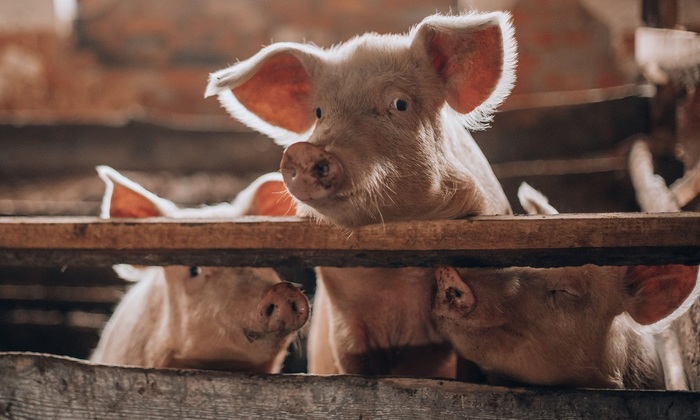 Селян ударят по рогам - фото