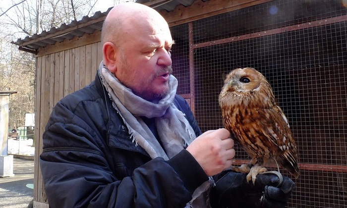 Москва пернатая: от вяхиря до полярной совы - фото