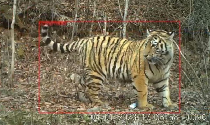 Россия и Китай укрепляют сотрудничество по защите амурских тигров и леопардов - фото