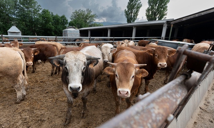 Экологически безвредные коровы - фото