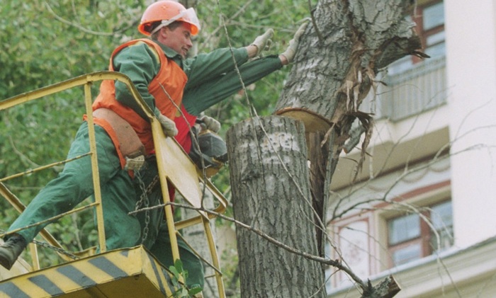 «Неправильные» растения приговорили к вырубке - фото