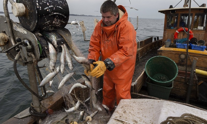 Почему наша рыба уплывает за рубеж - фото