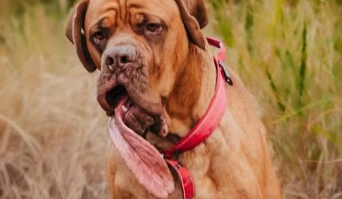 В Книгу рекордов Гиннесса внесли пса из США с рекордно длинным языком - фото