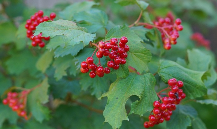 Врачи назвали сезонную ягоду, которая может продлить жизнь россиян