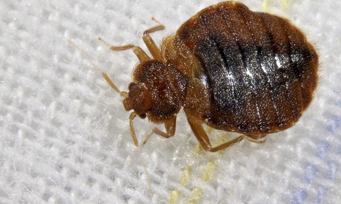 Египетские курорты накрыла волна клопов: россияне жалуются на беспрецедентное нашествие - фото