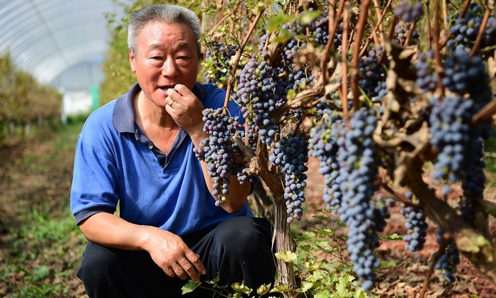 Ключ к долгой жизни прячется в виноградных косточках? - фото