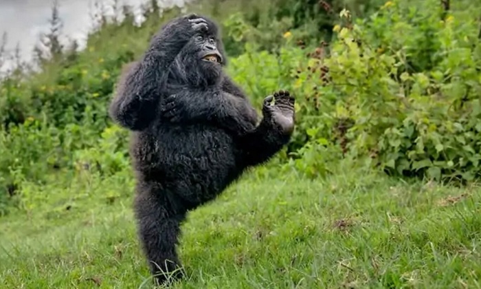 Фото танцующего детёныша гориллы признано самым смешным снимком года - фото