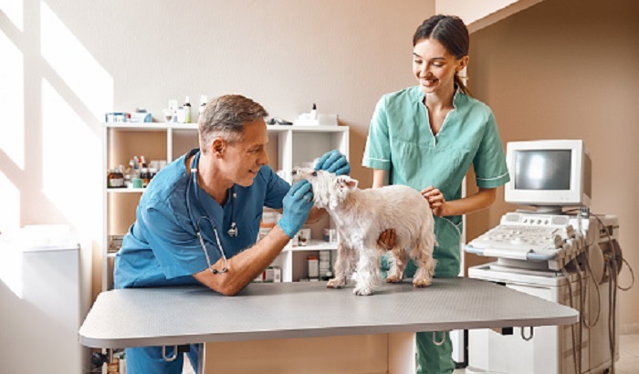 Матвиенко заявила о непомерной стоимости лечения животных в ветклиниках - фото