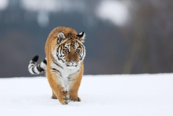 Крадущийся тигр, затаившийся кулик - фото