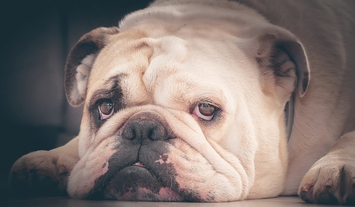 Госдума готовит обязательную маркировку питомцев: комитет дал зелёный свет законопроекту - фото