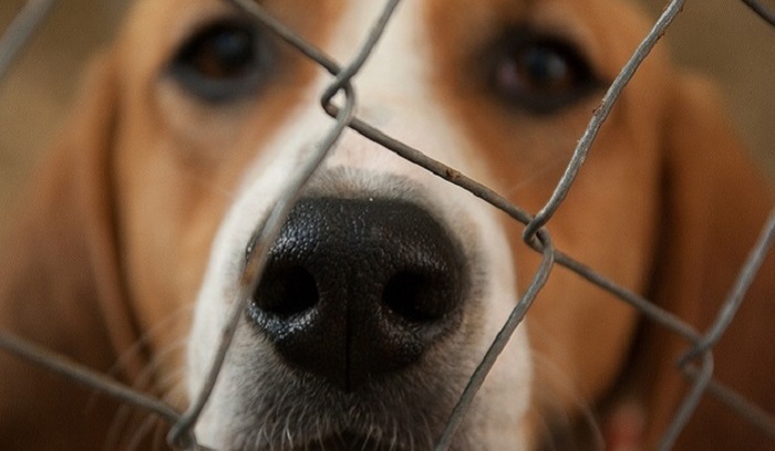 Зверства, прикрытые ширмой закона - фото