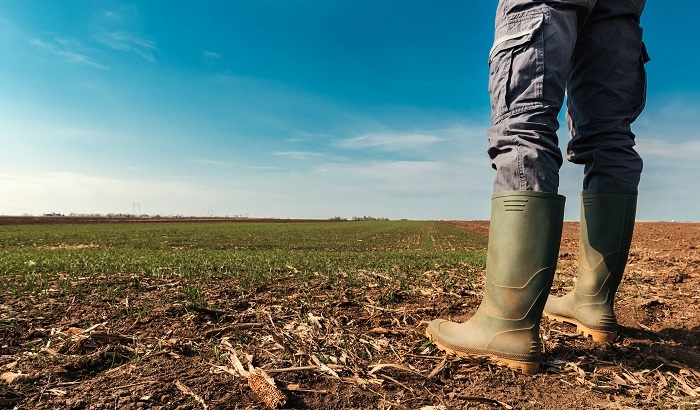 В России увеличат площади под картофель и зерновые - фото