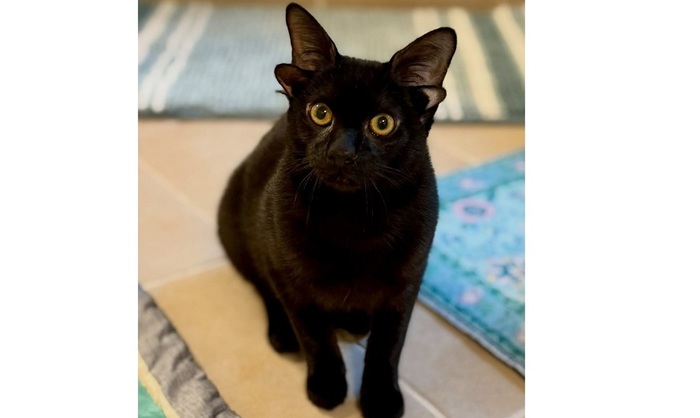 Котенок с четырьмя ушами прославился в соцсетях - фото