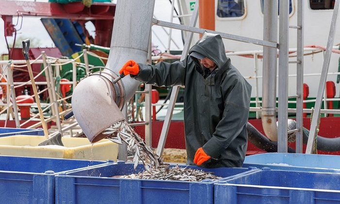 Рыбные консервы по-русски: ставка на качество и молодёжь - фото