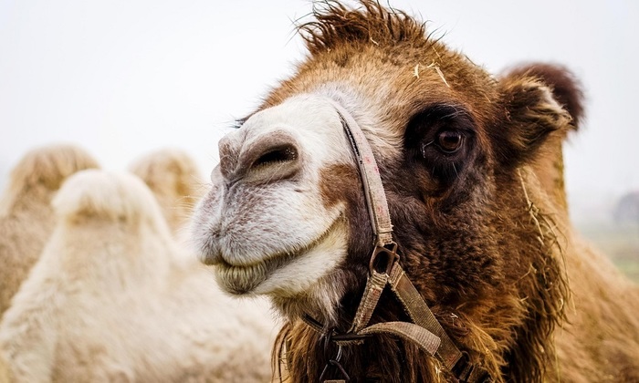 В Омане 20 верблюдов сняли с конкурса красоты из-за ботокса - фото