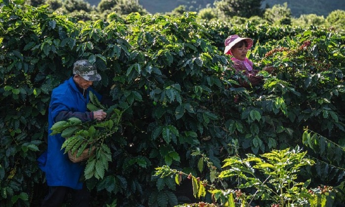 Юньнаньский кофе наращивает экспорт в Россию и Центральную Азию - фото