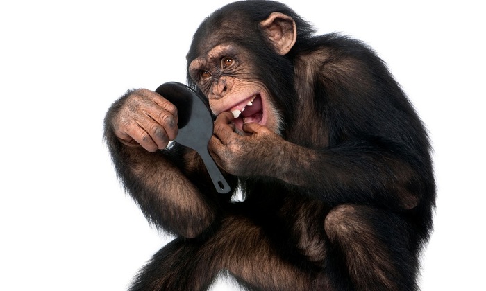 Животные смеются, плачут, любят и видят сны - фото