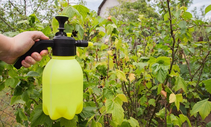 Биолог предупредила о возможном нашествии вредителей после снежной зимы - фото