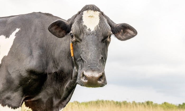 Мы пьем ненатуральное молоко? - фото