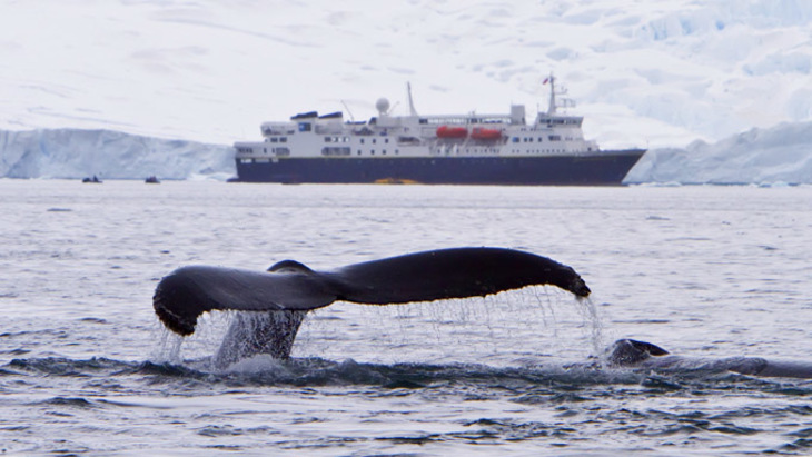Беззащитные киты - фото