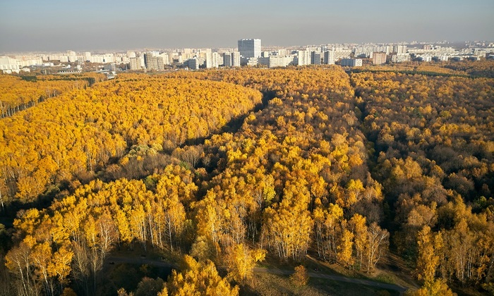 Битцевский лес закатают в асфальт - фото